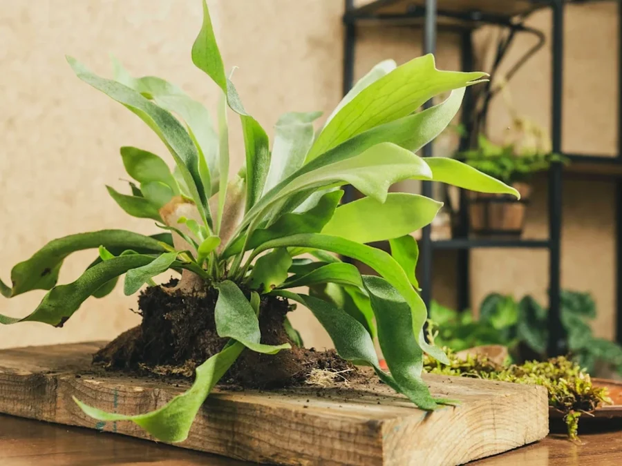 6 loại cây cảnh độc đáo giúp nâng tầm không gian sống - 1