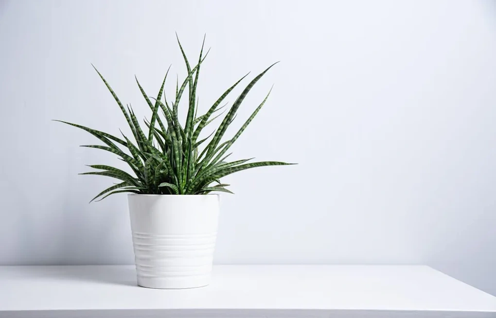 6 loại cây cảnh độc đáo giúp nâng tầm không gian sống - 4 6 loại cây cảnh độc đáo giúp nâng tầm không gian sống - 4